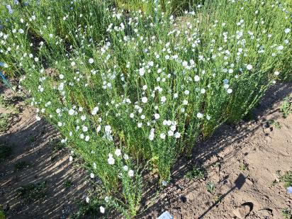 Click for 1 image(s) for this accession.